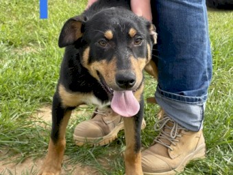 5 Kelpies for sale