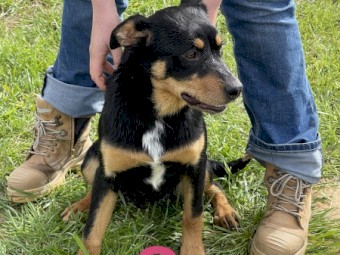 5 Kelpies for sale