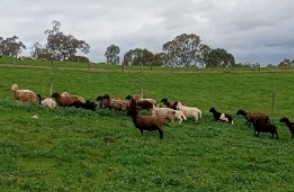 Damara sheep