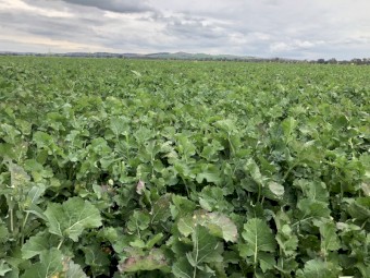 Grazing Canola Seed