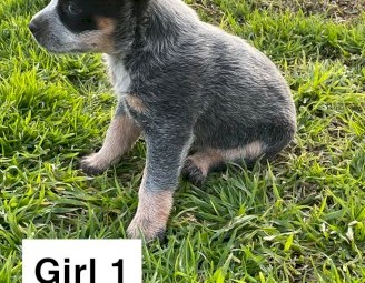 Female blue heeler pups