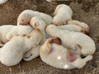 Maremma puppies  