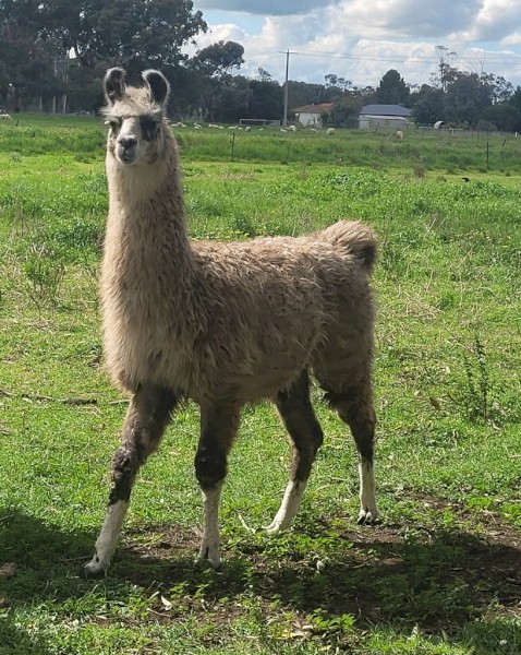 3 Male llamas 12 months old