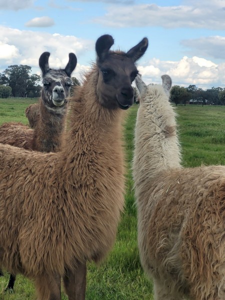 Well grown young female llama