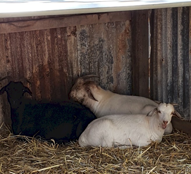 Family of 3 Goats
