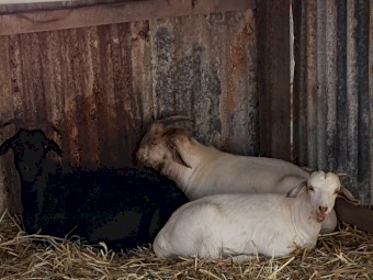 Family of 3 Goats