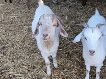 Family of 3 Goats