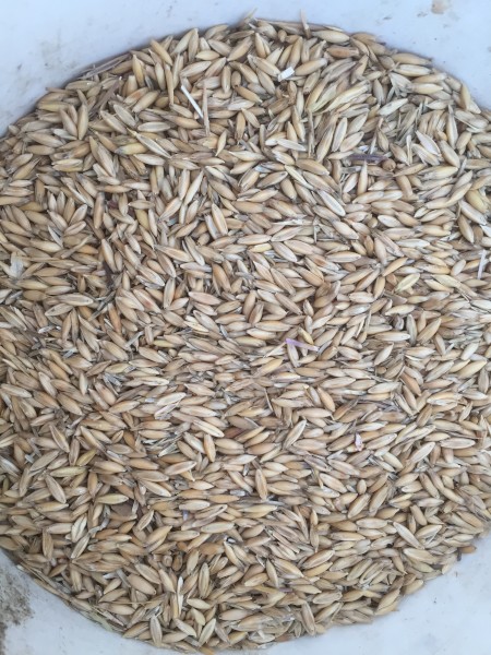 13mt Bannister Oats