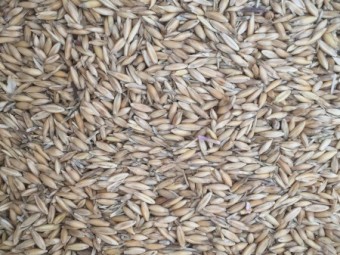 13mt Bannister Oats
