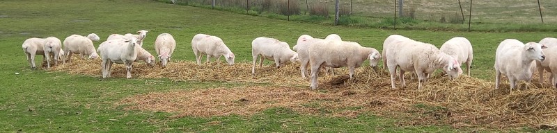 AUSTRALIAN WHITE EWES TATTYKEEL x ARDENE TOP-LINE AUSSIE WHITE EWE HOGGETS x 25