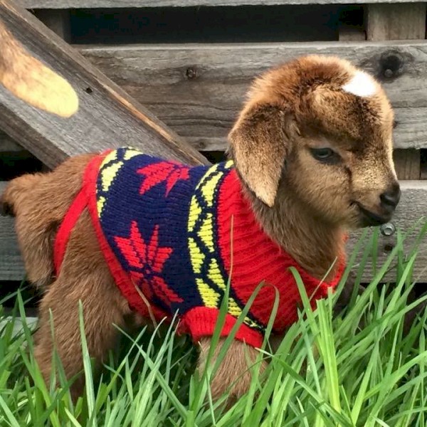 Australian Miniature Goats & Nigerian Dwarf Dairy Goats  
