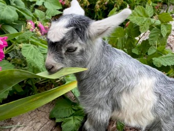 Australian Miniature Goats & Nigerian Dwarf Dairy Goats  