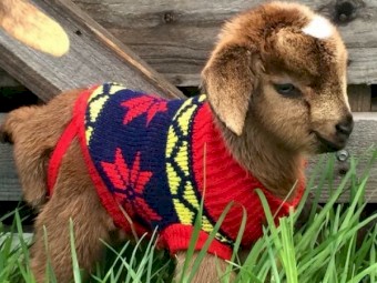 Australian Miniature Goats & Nigerian Dwarf Dairy Goats  