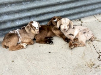 Australian Miniature Goats & Nigerian Dwarf Dairy Goats  