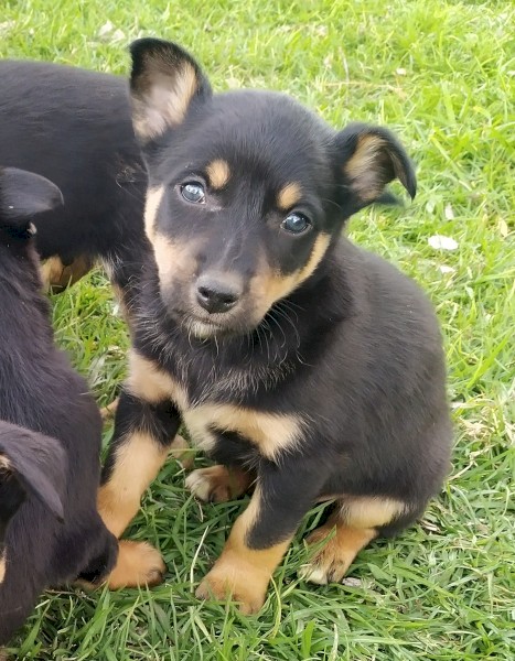 Kelpie pups for sale