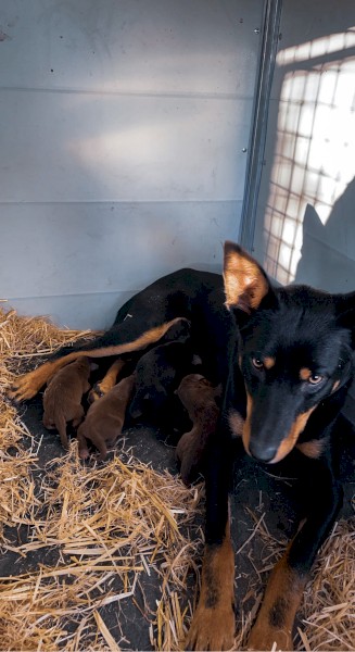 Working Kelpie Pups