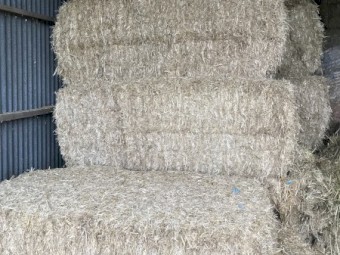 130mt Barley Straw 450kg 8x4x3 Bales