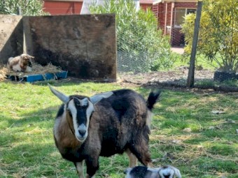 4 Miniature pixi goats