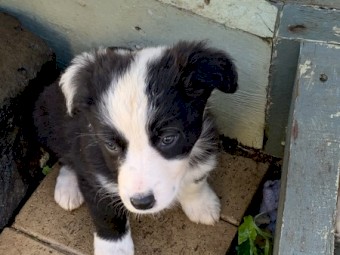 Koolie x Kelpie 