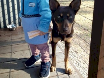 Kelpie Female