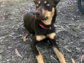 Kelpie Female
