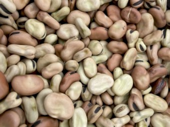 60mt Faba Beans