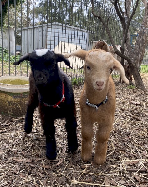 Boer 50%, Nigerian dwarf 37.5% bucks and doe