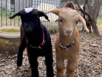 Boer 50%, Nigerian dwarf 37.5% bucks and doe