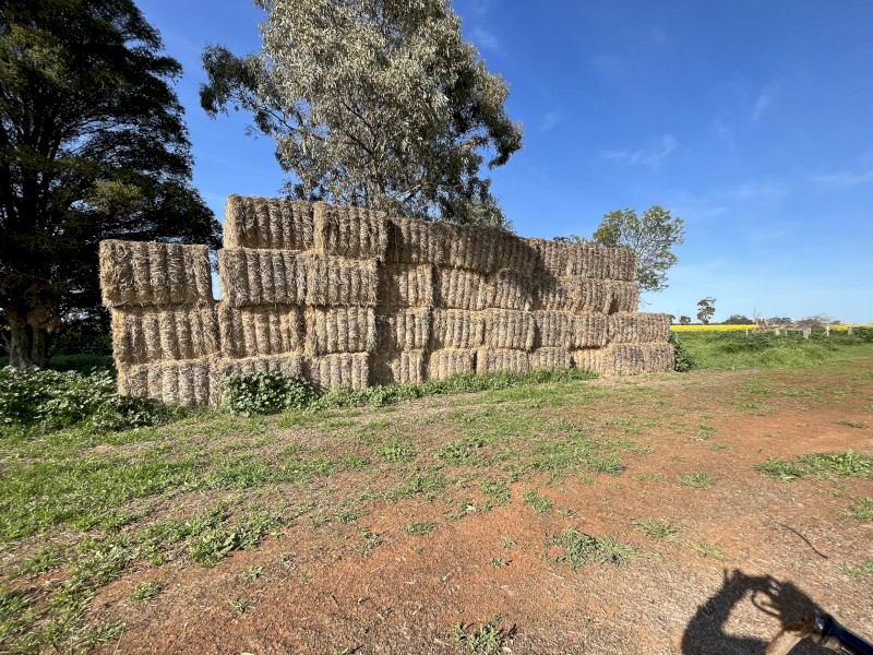 Wheat Straw - HD Bales 