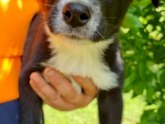 Bordercollie pups 