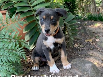Kelpie Pups
