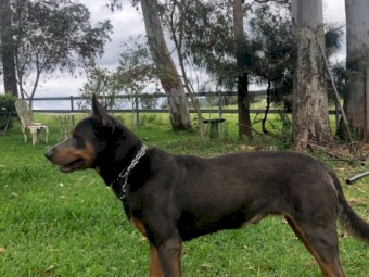 Kelpie Pups