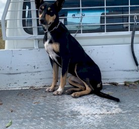 Kelpie Pups