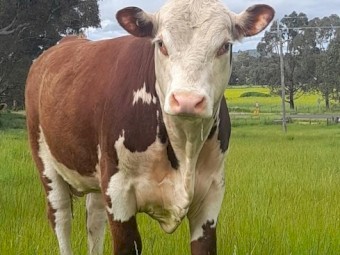 16 Month old Hereford Bull - Iron Morning Storm S001