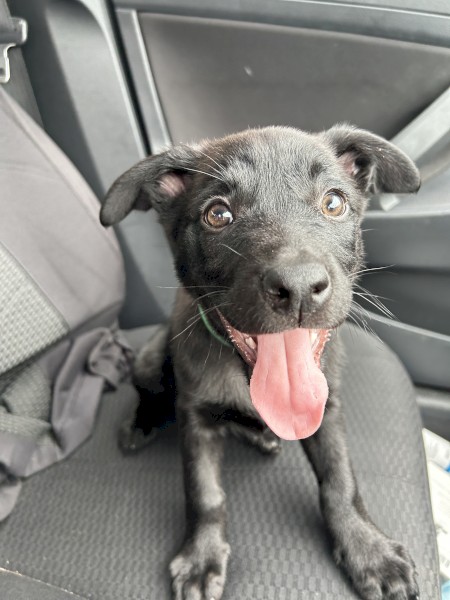 Kelpie puppies