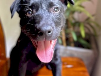Kelpie puppies