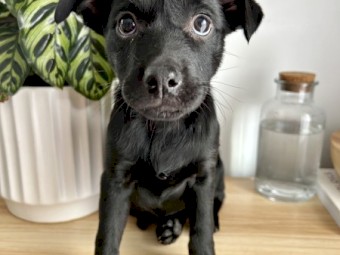 Kelpie puppies