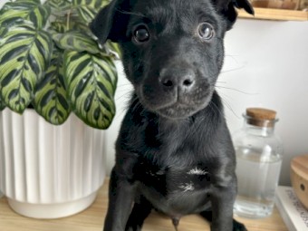 Kelpie puppies