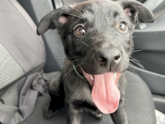 Kelpie puppies