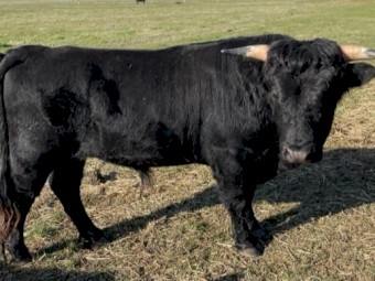 Dexter X  Calves dropped April 2022