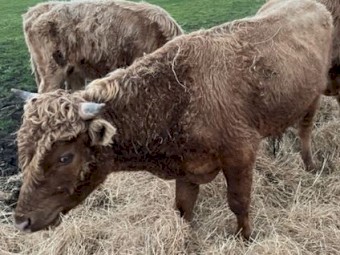 Dexter x Galloway  Bull