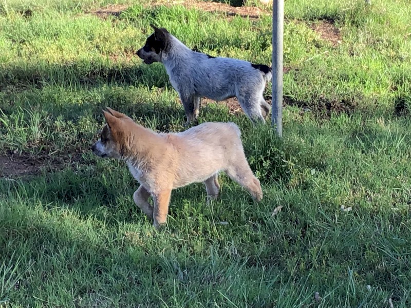 Cuballa Working Dogs - cattle dog pups
