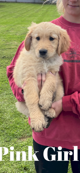 Golden Retriever Puppies 