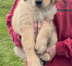 Golden Retriever Puppies 