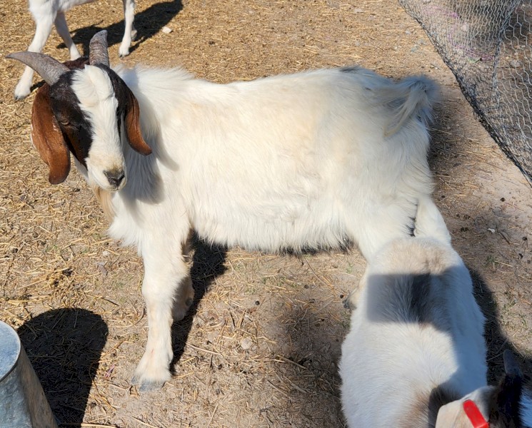 Boer X buck 