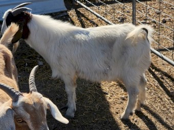 Boer X buck 