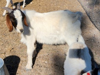 Boer X buck 