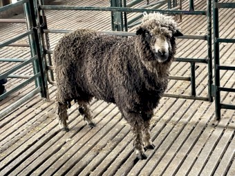 Miniature Merino Ram