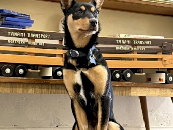 6 Month Old Female Kelpie Pup