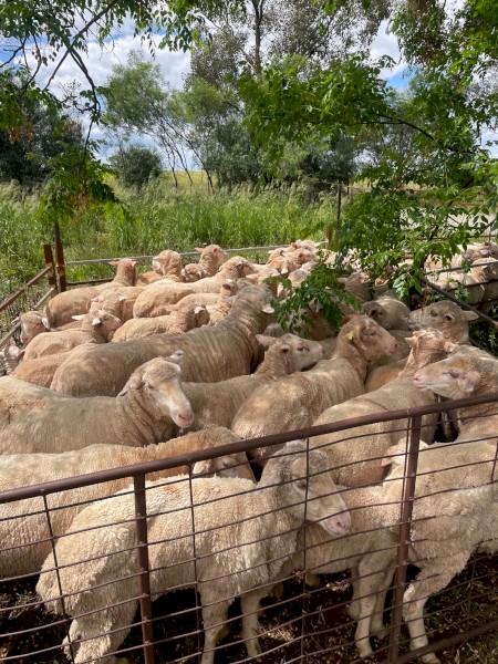 Merino Ewes with lambs at foot